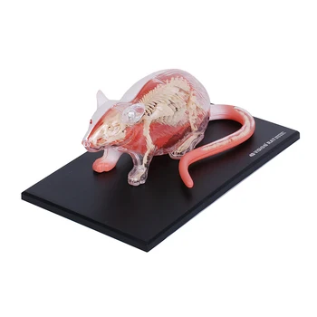 32 Части Белая Мышь 4D Мастер Анатомическая Модель животного Съемные Органы Тела Медицинская Наука Образовательные Игрушки DIY Подарок Изображение 2